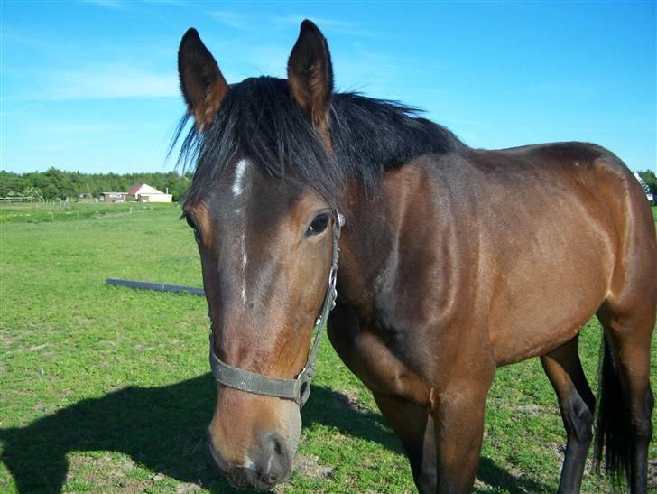 Anden særlig race Lundgaards Bacardi  - Taget af Dorte Jensen/Grønvang billede 7