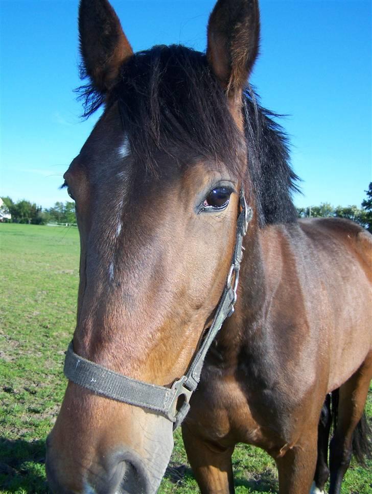 Anden særlig race Lundgaards Bacardi  - Taget af Dorte Jensen/Grønvang billede 8