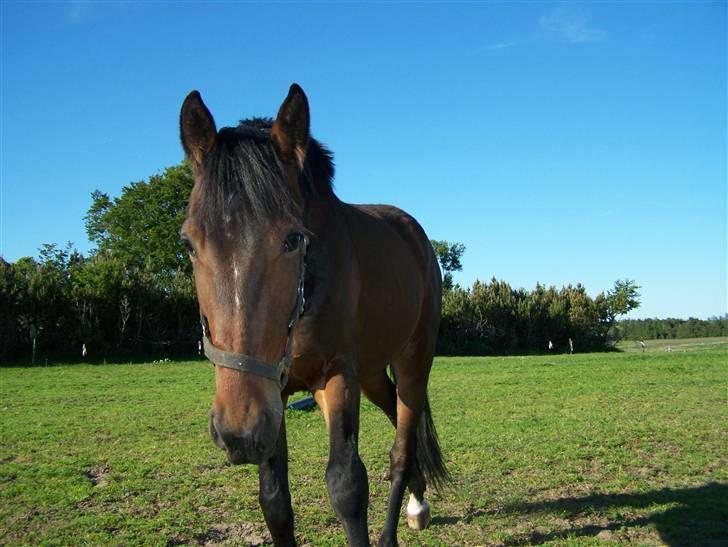 Anden særlig race Lundgaards Bacardi  - Taget af Dorte Jensen/Grønvang billede 9