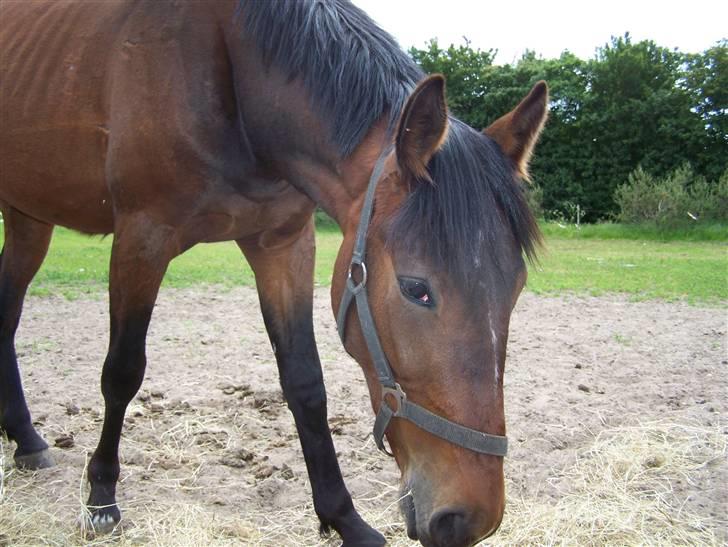 Anden særlig race Lundgaards Bacardi  - Taget af Dorte Jensen/Grønvang billede 10
