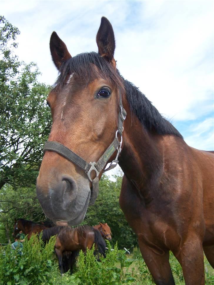 Anden særlig race Lundgaards Bacardi  - Taget af Dorte Jensen/Grønvang billede 11