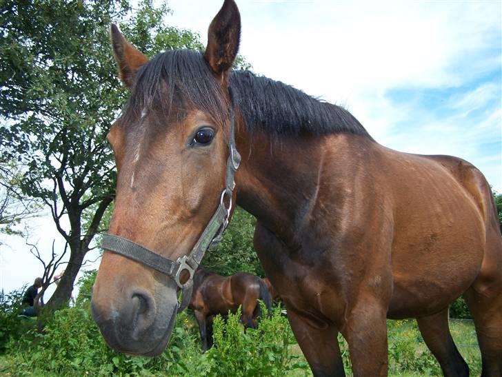 Anden særlig race Lundgaards Bacardi  - Taget af Dorte Jensen/Grønvang billede 12