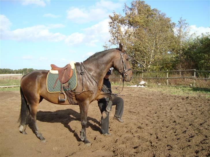 Hannoveraner Newton billede 1