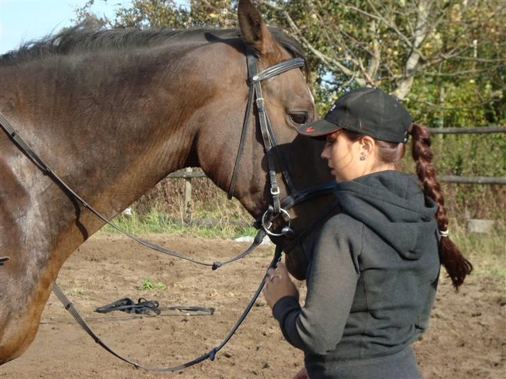 Hannoveraner Newton billede 2