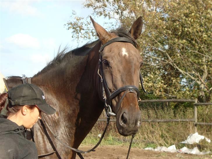 Hannoveraner Newton billede 3