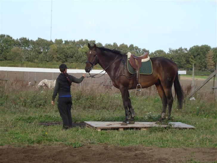 Hannoveraner Newton billede 4