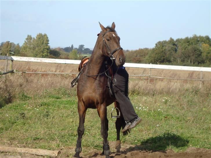 Hannoveraner Newton billede 5