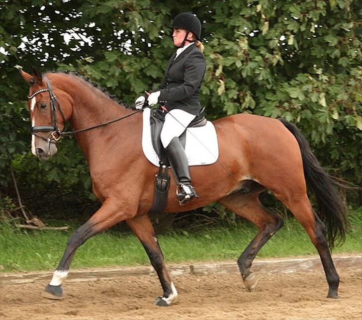 Trakehner Spanggaards Nephew SOLGT - Nephew :) Velkommen til hans profil (skriv en kommentar en læg en bedømmelse) billede 1