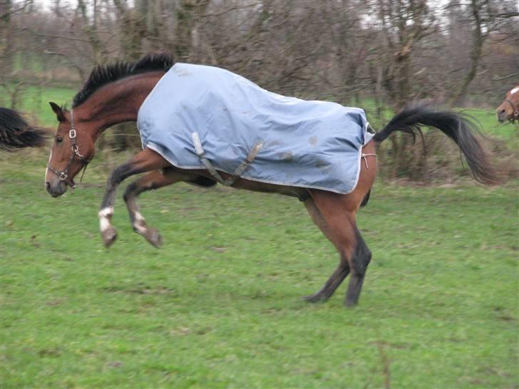 Trakehner Spanggaards Nephew SOLGT - WUOHU ;-) Vildt spring billede 2