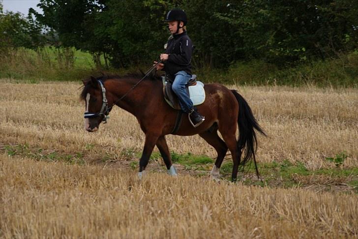 New Forest Fox<3 billede 12