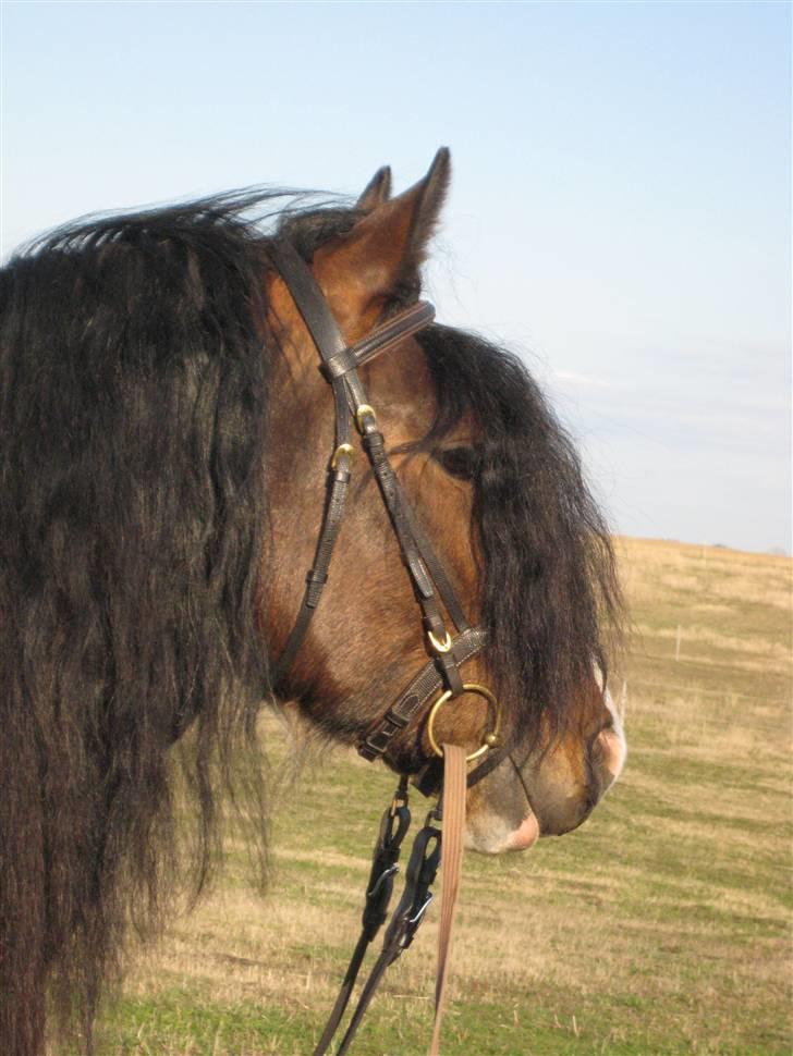 Irish Cob Troja solgt - smukke troja billede 2