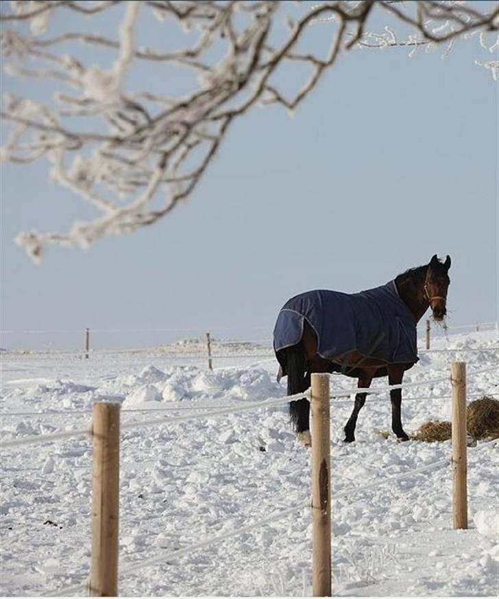 Dansk Varmblod Mister Delight SOLGT billede 18