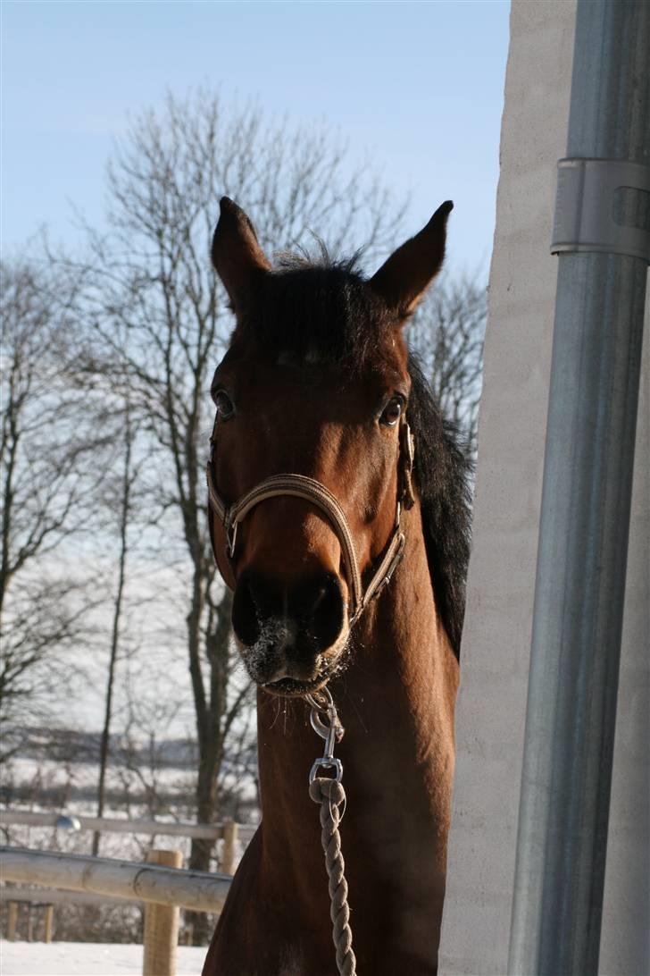 Dansk Varmblod Mister Delight SOLGT billede 19