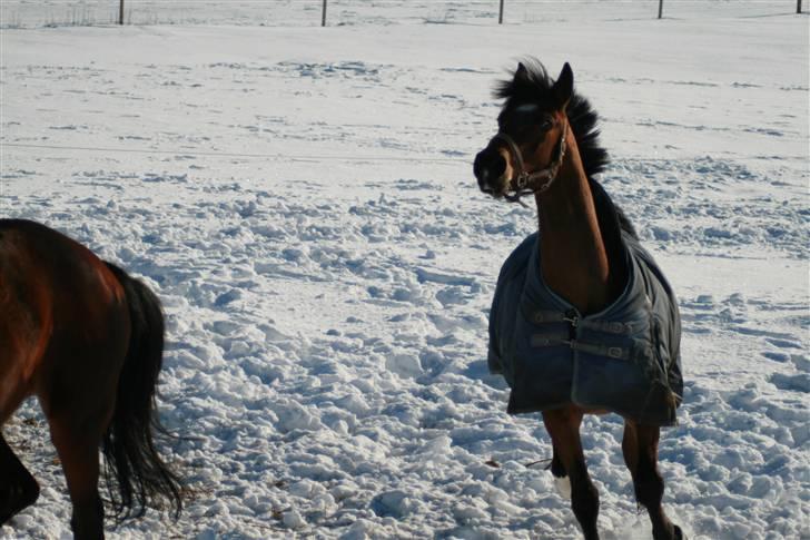 Dansk Varmblod Mister Delight SOLGT billede 20