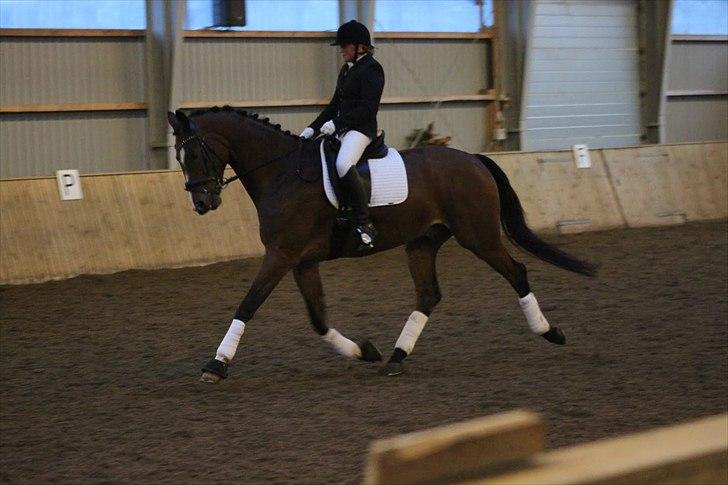 Trakehner Spanggaards Nephew SOLGT - Øgning :) billede 6