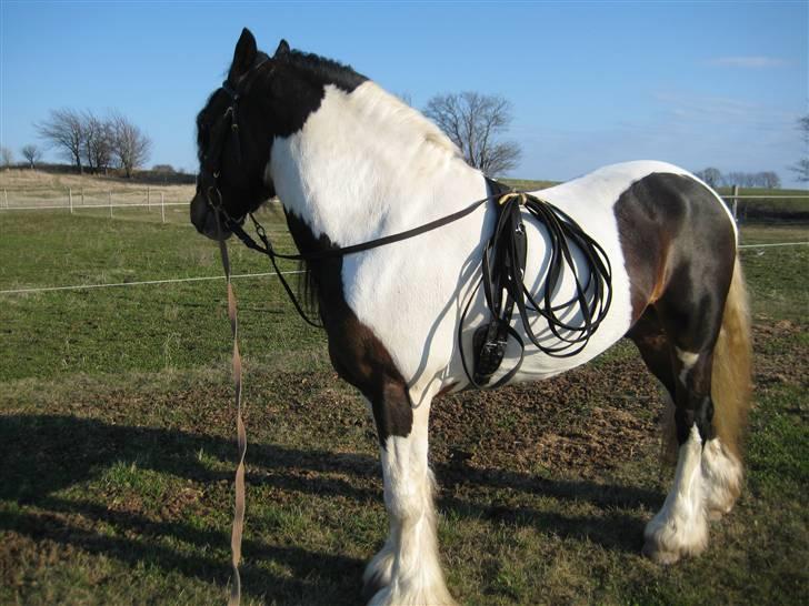 Irish Cob Troja solgt - vi går en lille tur, før vi begynder at arbejde for lange liner billede 13