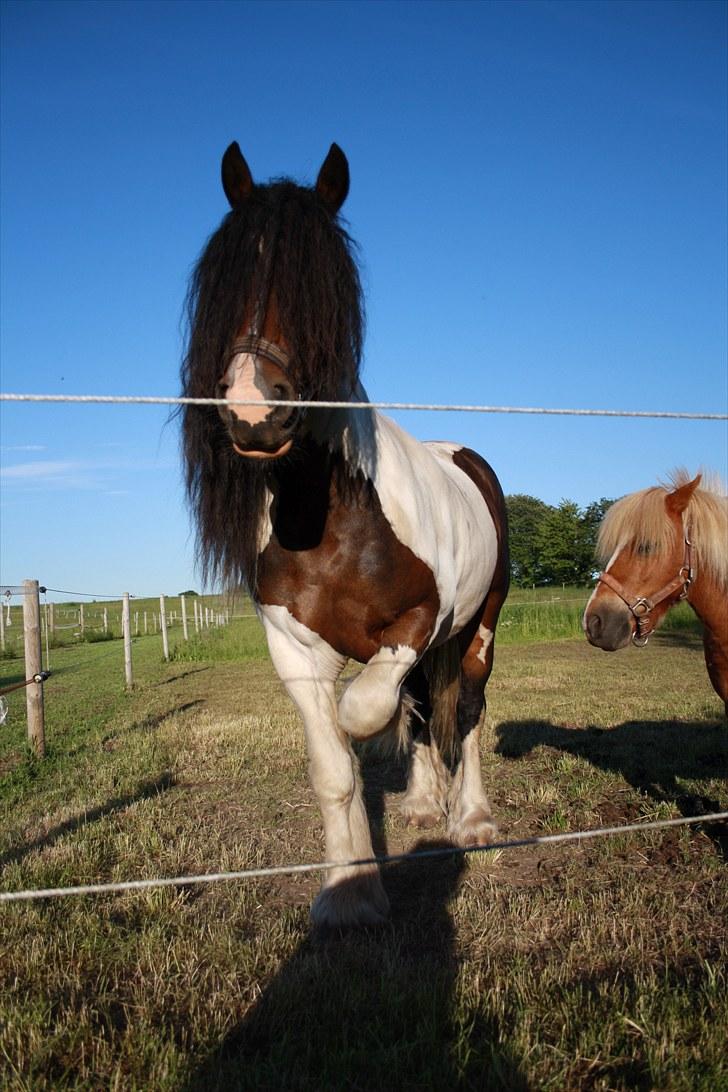 Irish Cob Troja solgt billede 15