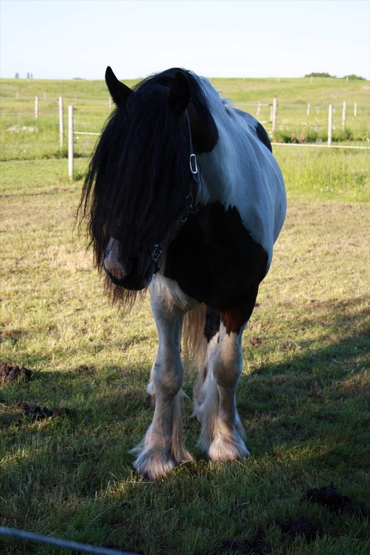 Irish Cob Troja solgt billede 16