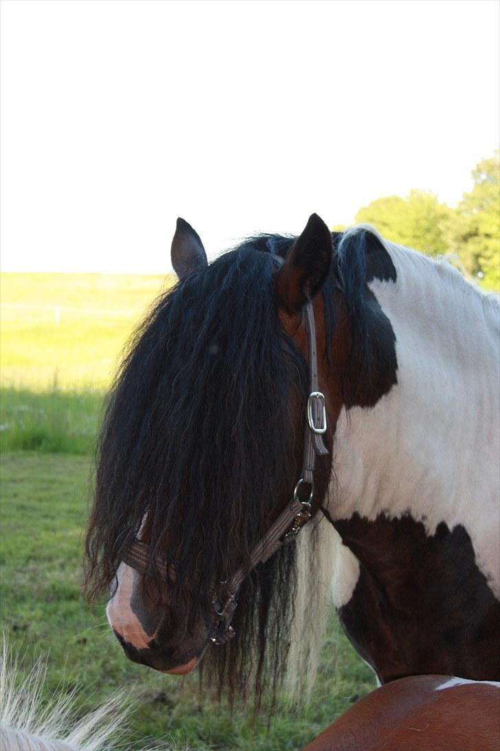 Irish Cob Troja solgt - puha meget hår i øjene billede 19