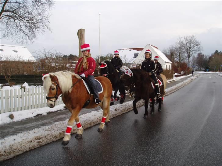 Haflinger Mikado - juletur igen i Ellingby billede 9