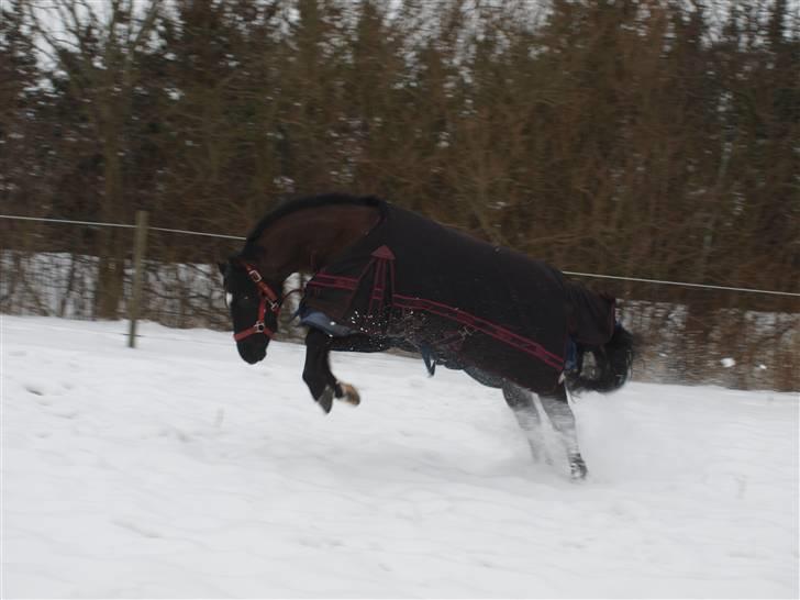 Welsh Pony (sec B) Valentin  billede 17
