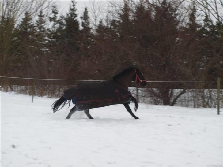 Welsh Pony (sec B) Valentin  billede 19