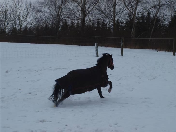 Welsh Pony (sec B) Valentin  billede 20