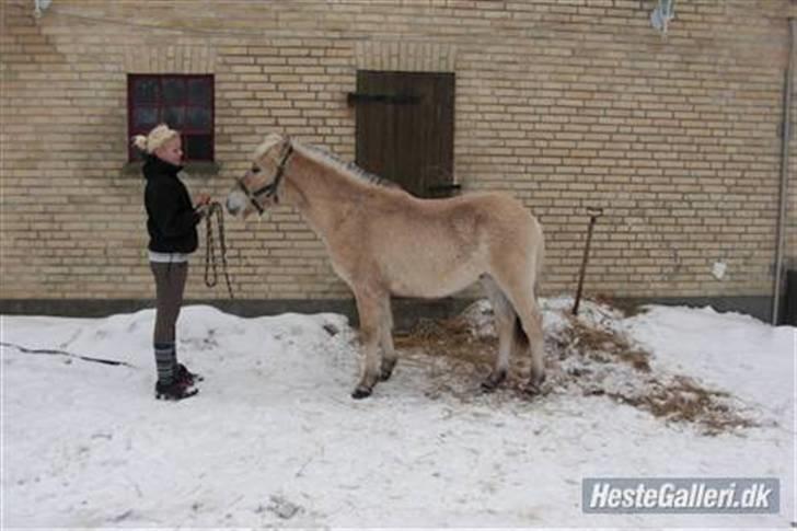 Fjordhest Ågerupgårds Valesco billede 1
