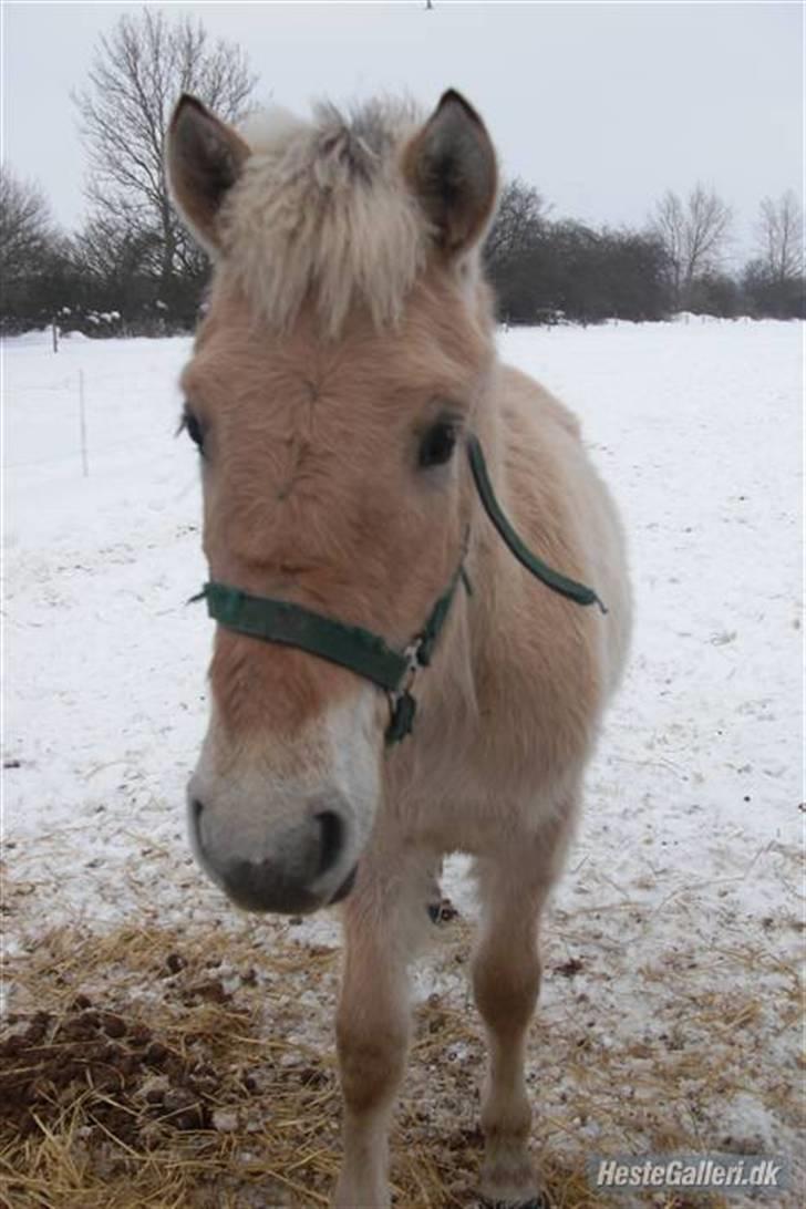 Fjordhest Ågerupgårds Valesco billede 2