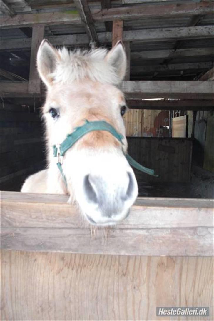 Fjordhest Ågerupgårds Valesco billede 3