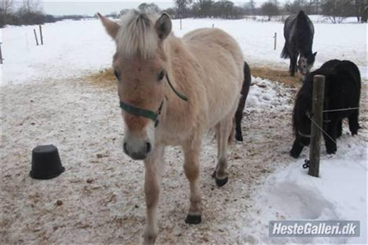Fjordhest Ågerupgårds Valesco billede 4