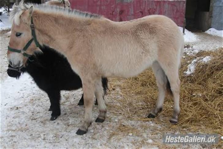 Fjordhest Ågerupgårds Valesco billede 5