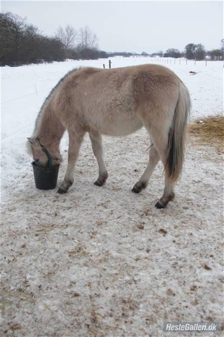 Fjordhest Ågerupgårds Valesco billede 6