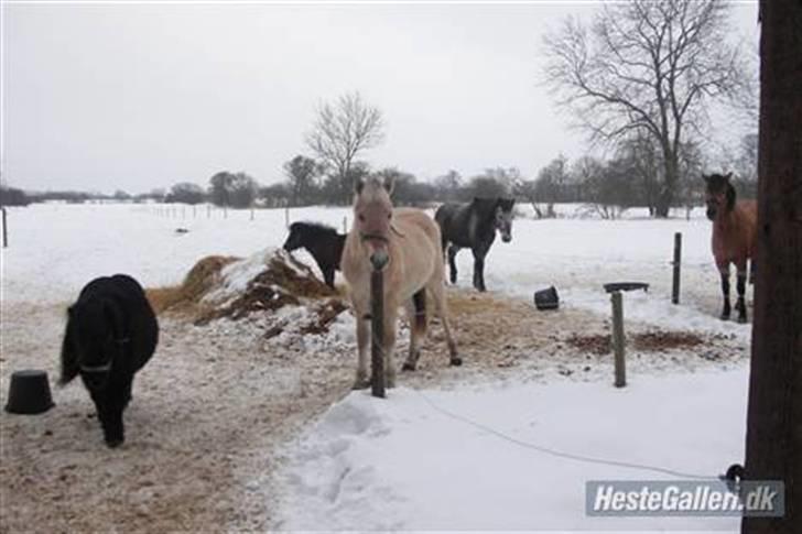 Fjordhest Ågerupgårds Valesco billede 7
