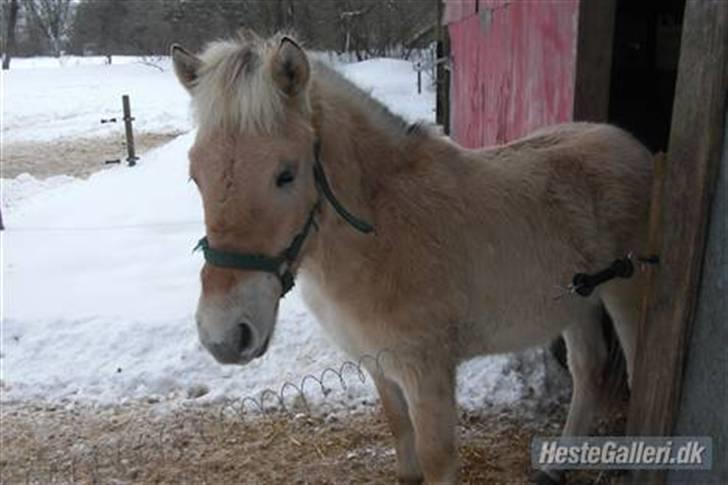 Fjordhest Ågerupgårds Valesco billede 8
