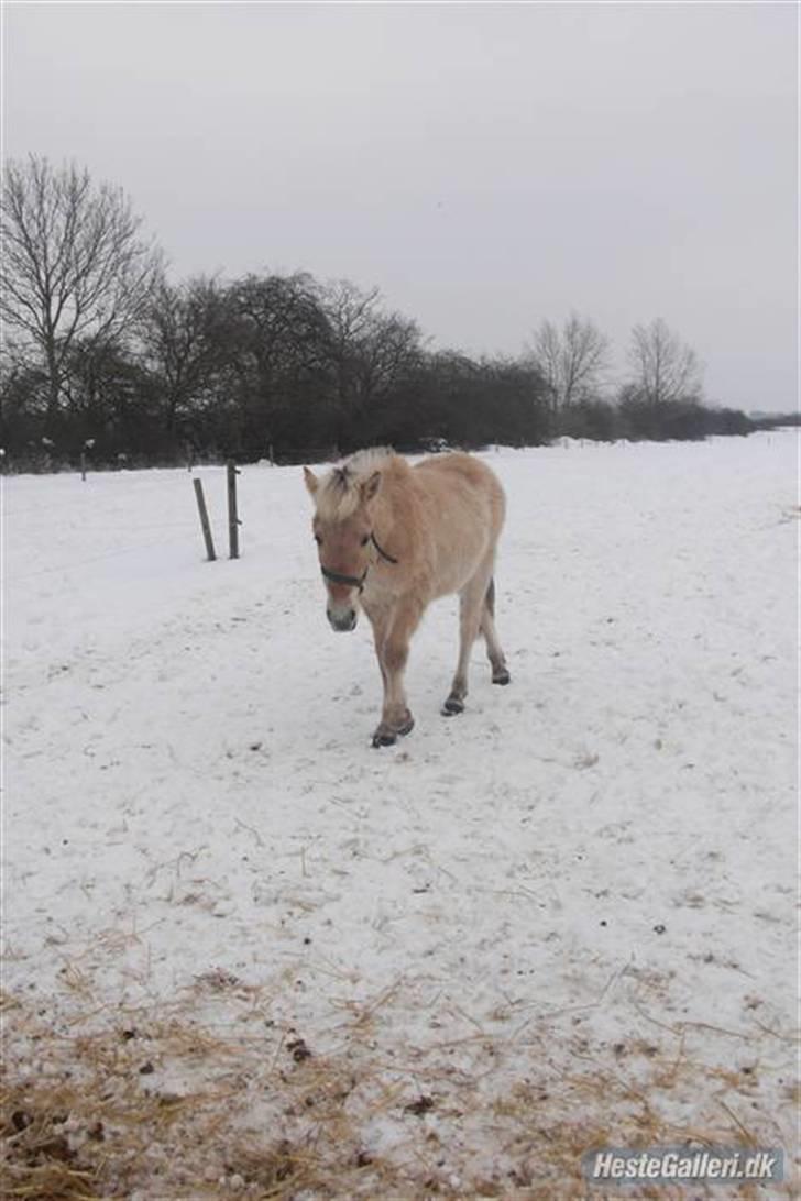 Fjordhest Ågerupgårds Valesco billede 9