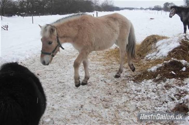 Fjordhest Ågerupgårds Valesco billede 10