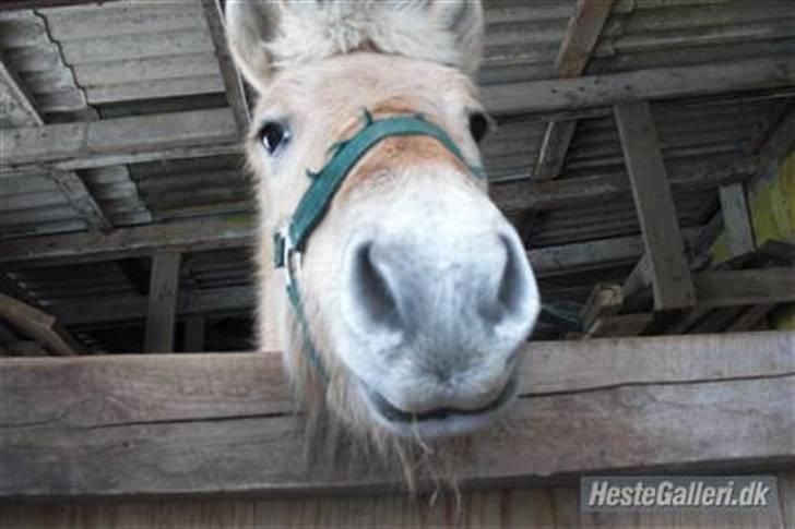Fjordhest Ågerupgårds Valesco billede 11