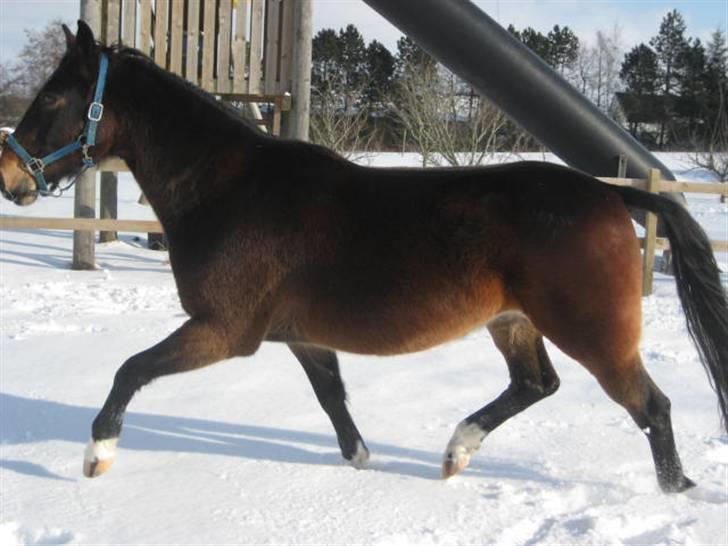 Anden særlig race Charlie  billede 10