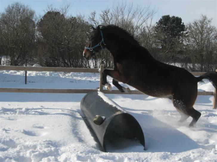 Anden særlig race Charlie  billede 11