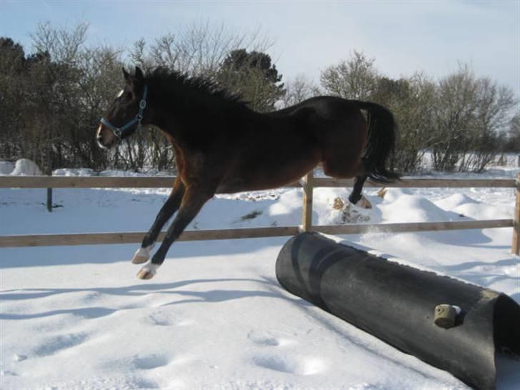 Anden særlig race Charlie  billede 12