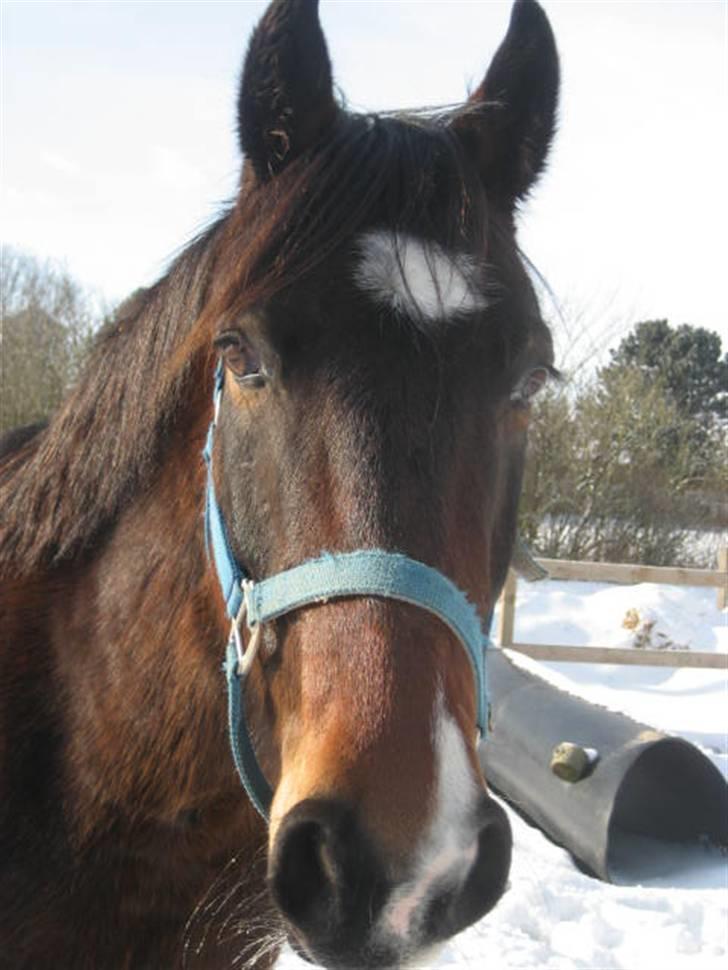 Anden særlig race Charlie  billede 13