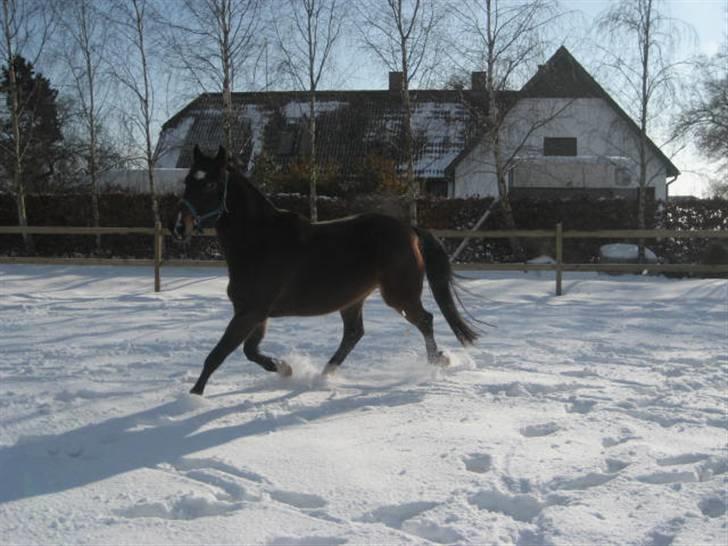 Anden særlig race Charlie  billede 14