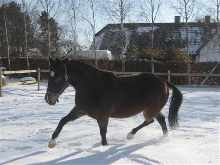 Anden særlig race Charlie  billede 15