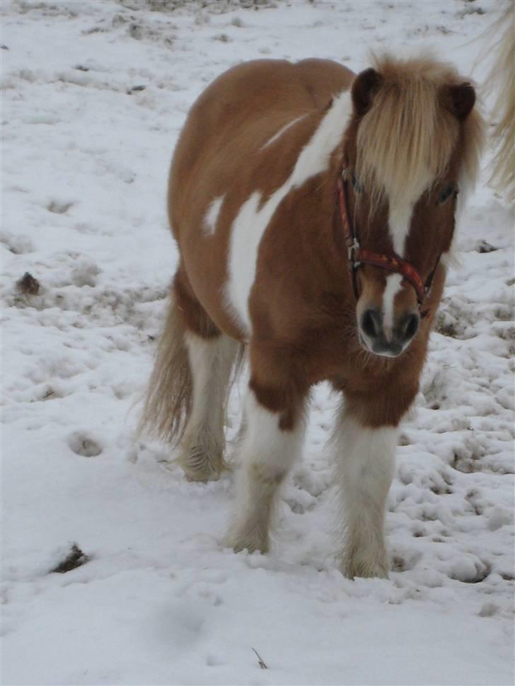 Shetlænder Twister solgt billede 5