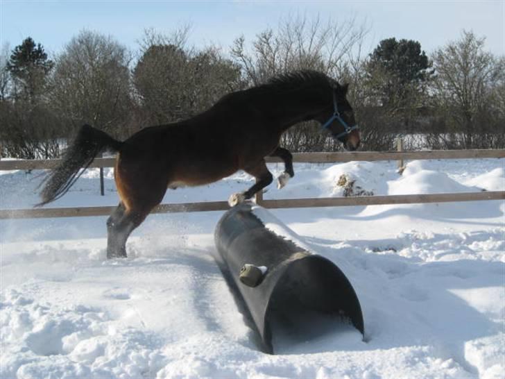 Anden særlig race Charlie  billede 16