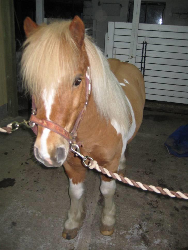 Shetlænder Twister solgt - fine slanke pony 220 kg billede 8