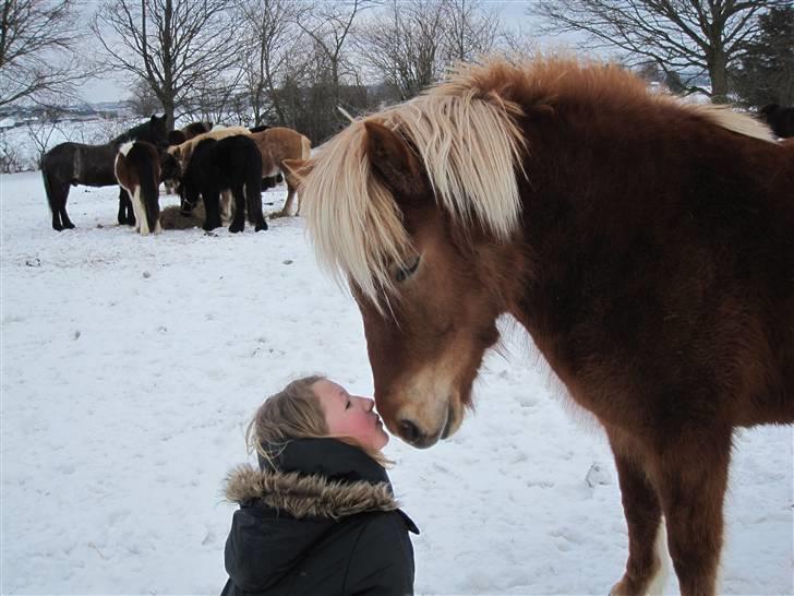 Islænder Fjóla fra freersvang  - real love:) du er så dejlig og så vidunderlig:) billede 3