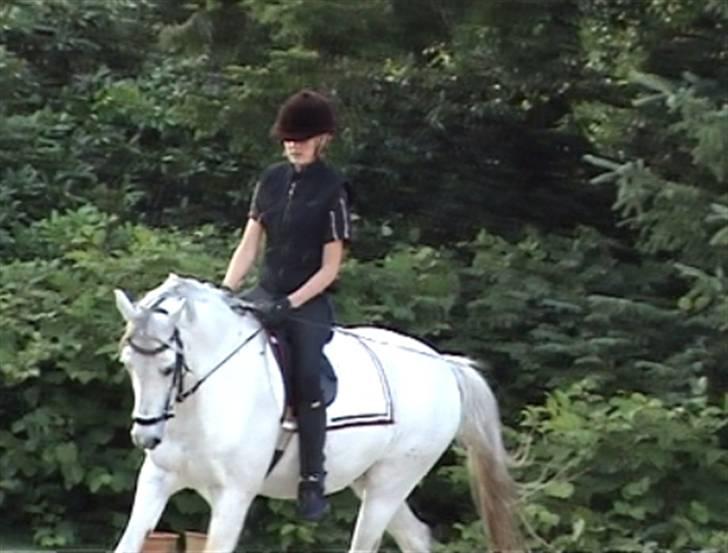 Welsh Pony (sec B) Bohemo Idol (Solgt) - Idol til træning - elsker bare det billede !? billede 14