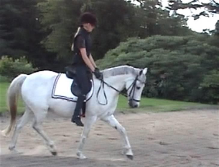Welsh Pony (sec B) Bohemo Idol (Solgt) - Opvarmning - letridning billede 15